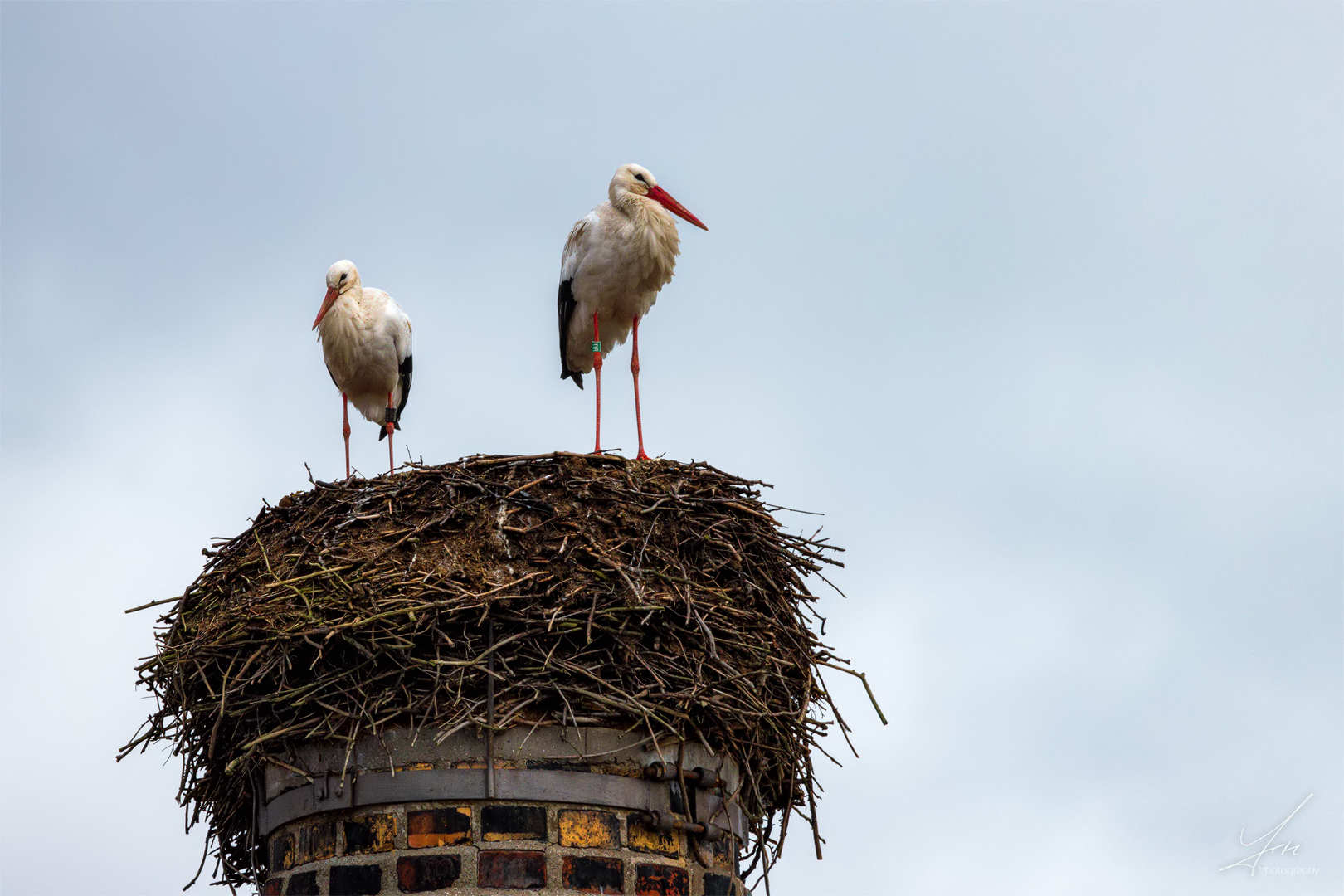 Das Nest ist fertig !