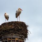 Das Nest ist fertig !