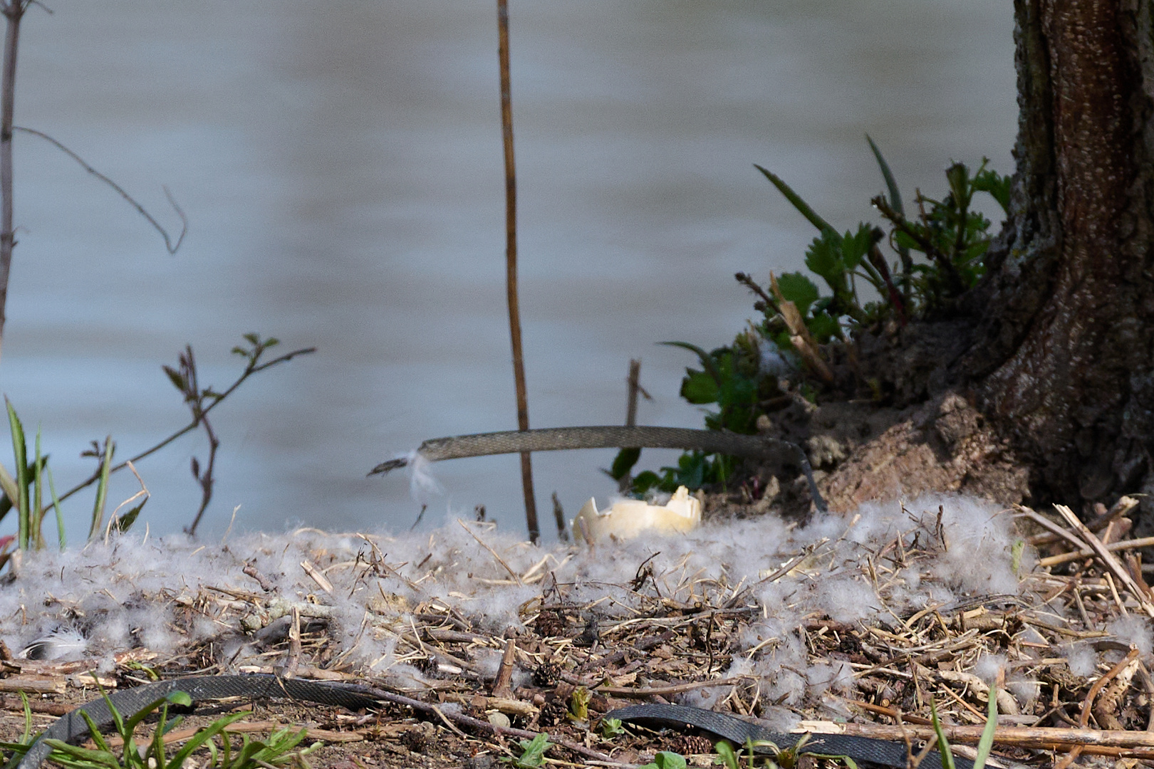 das Nest ist leer ......