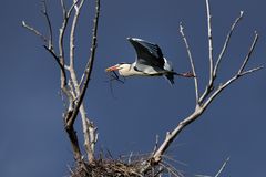 Das Nest ist leer! - Wo ist meine Olle?