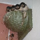 Das Nest ist voll