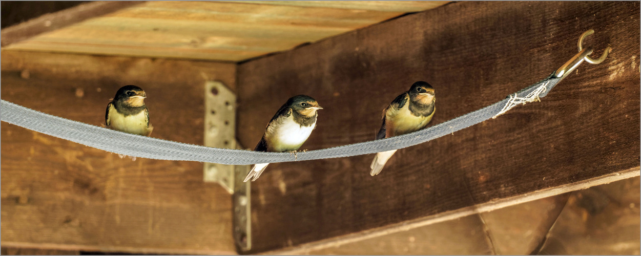 das Nest ist zu klein geworden  .....