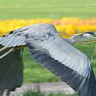 Das Nest muss ausgebessert werden!