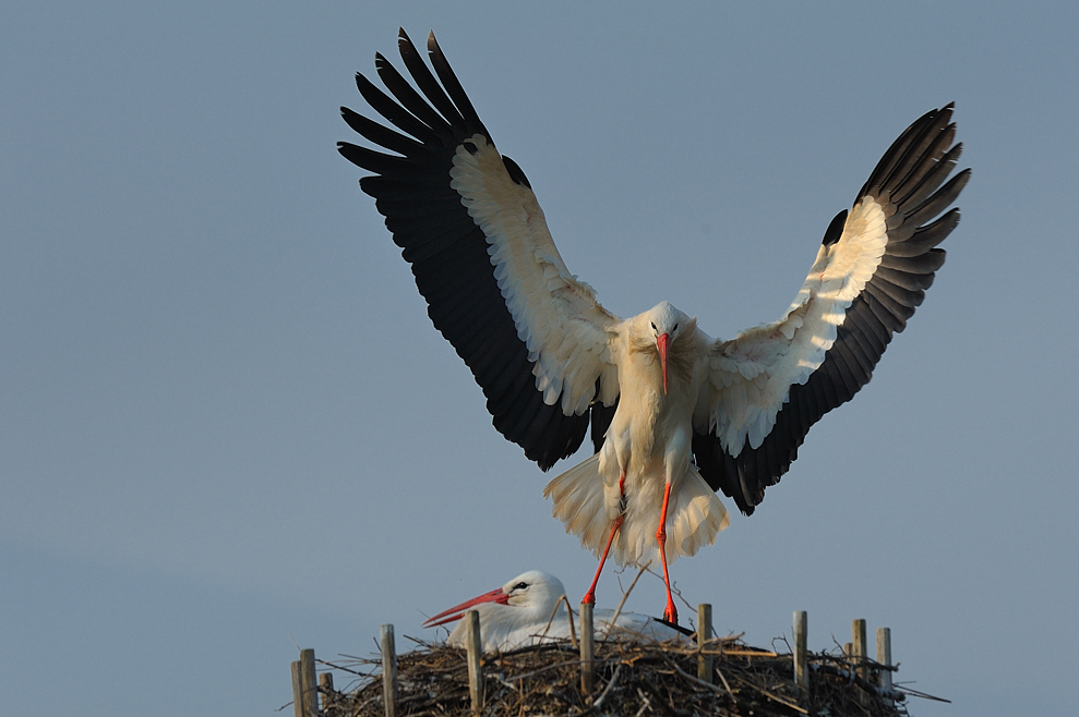 Das Nest muss hergerichtet werden...