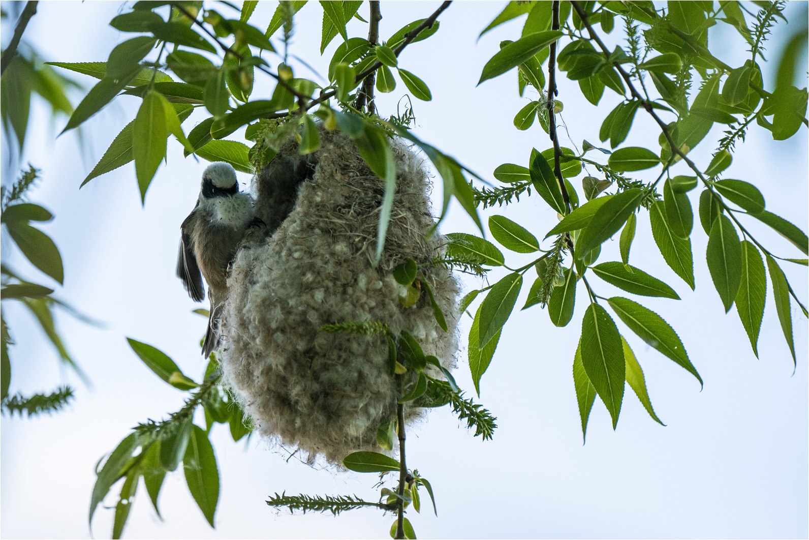 Das Nest noch ein wenig ausbessern..