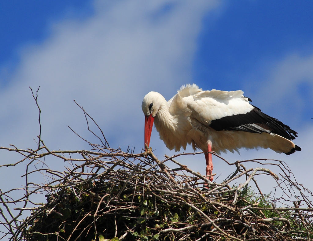 Das Nest richten für den Nachwuchs...