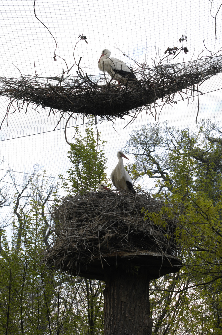 Das Nest über dem Nest