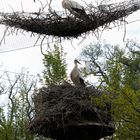 Das Nest über dem Nest