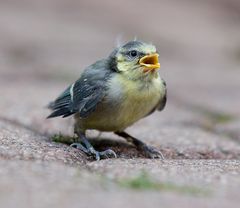 das nest verlassen (2)....