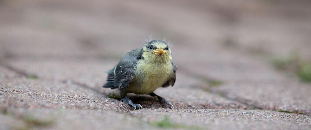 das nest verlassen (3)....