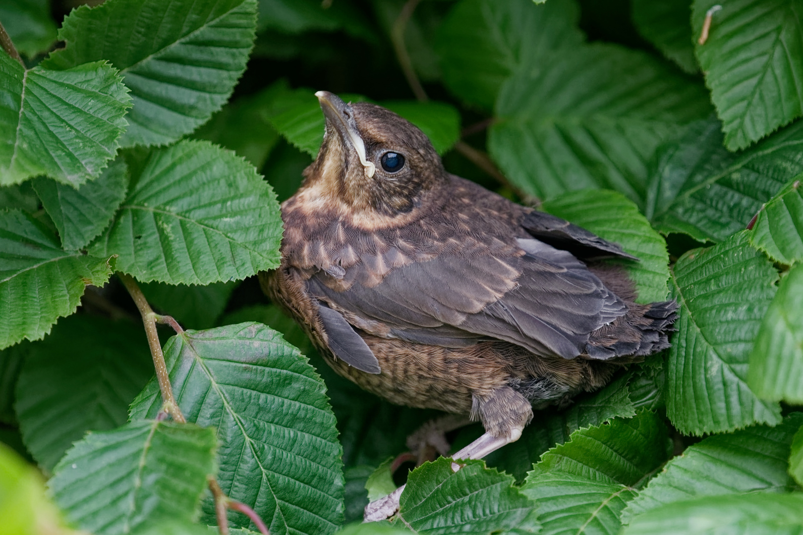 Das Nest verlassen