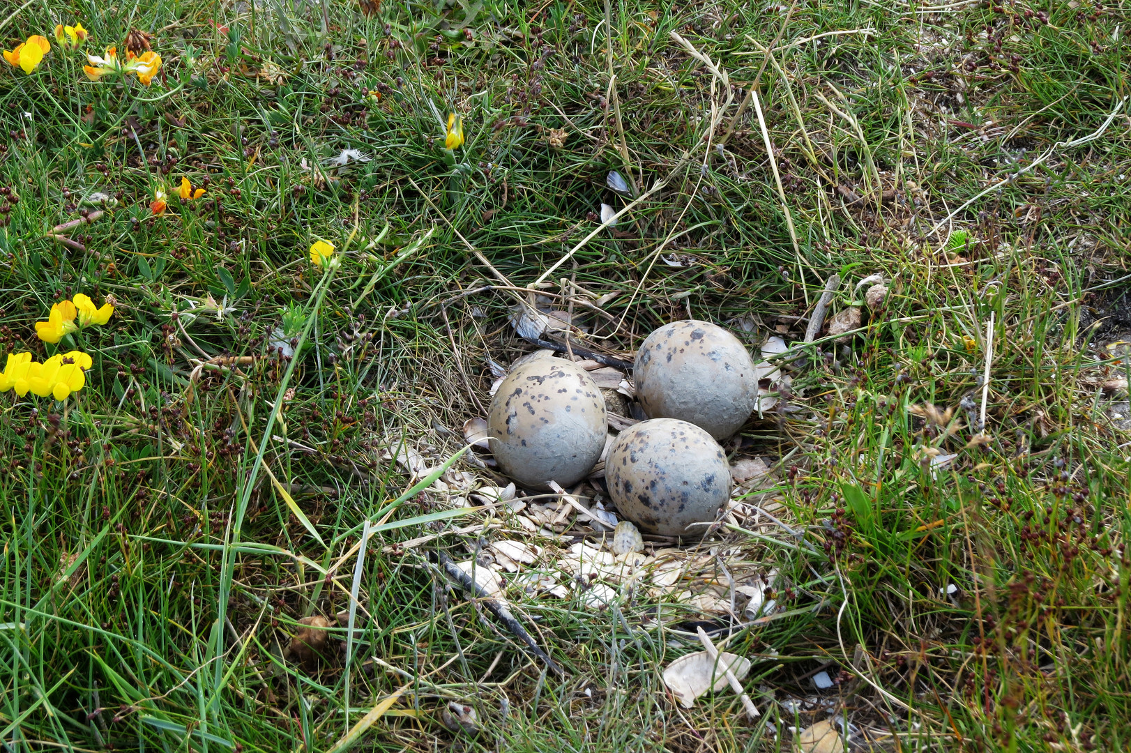 Das Nest vom Austernfischer Nr.2