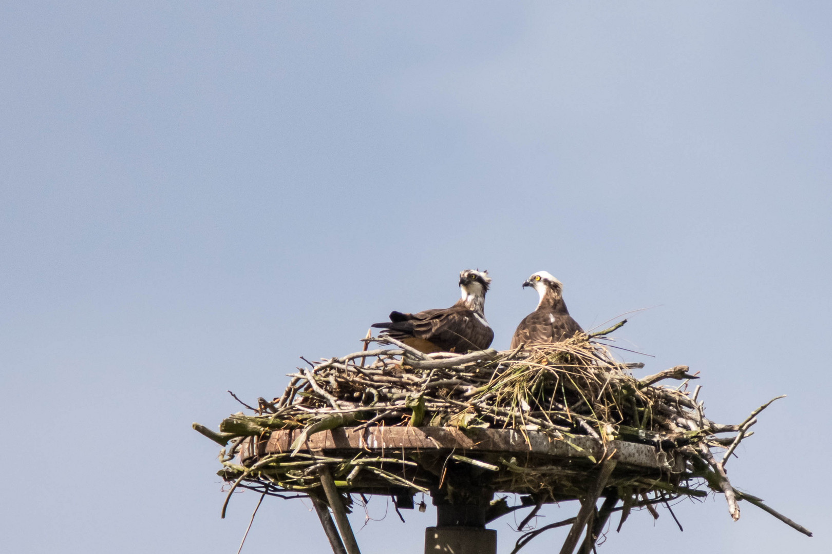 ...das Nest wieder gefunden...