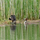 Das Nest wird gerichtet