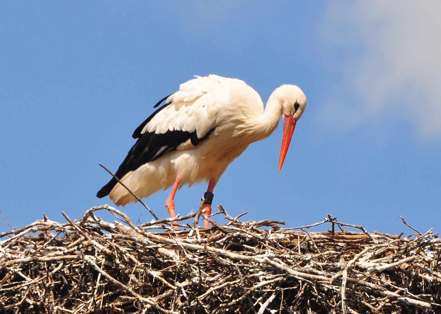 Das Nest wird inspiziert 