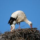 DAS NEST WIRD NOCH GESCHMÜCKT...