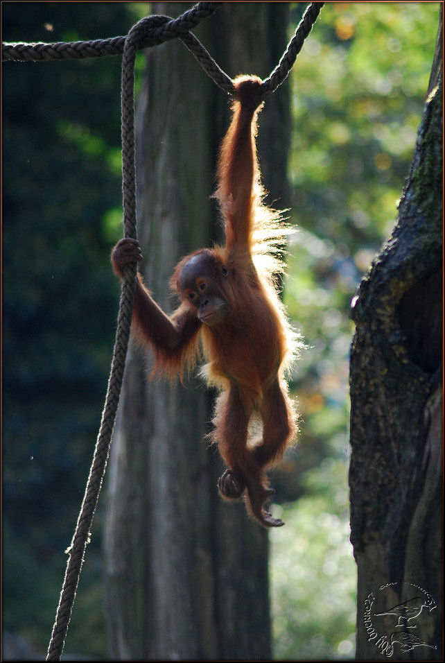 Das Nesthäkchen der Familie Orang Utan