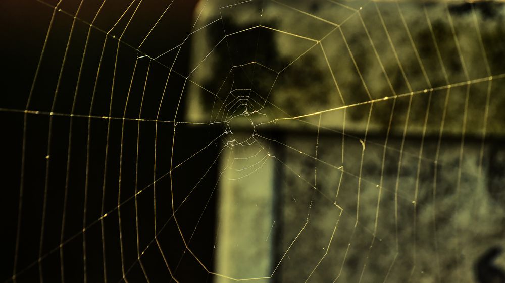 das Netz Foto & Bild spezial, outdoor, details Bilder auf