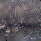Das Netz der Spinne