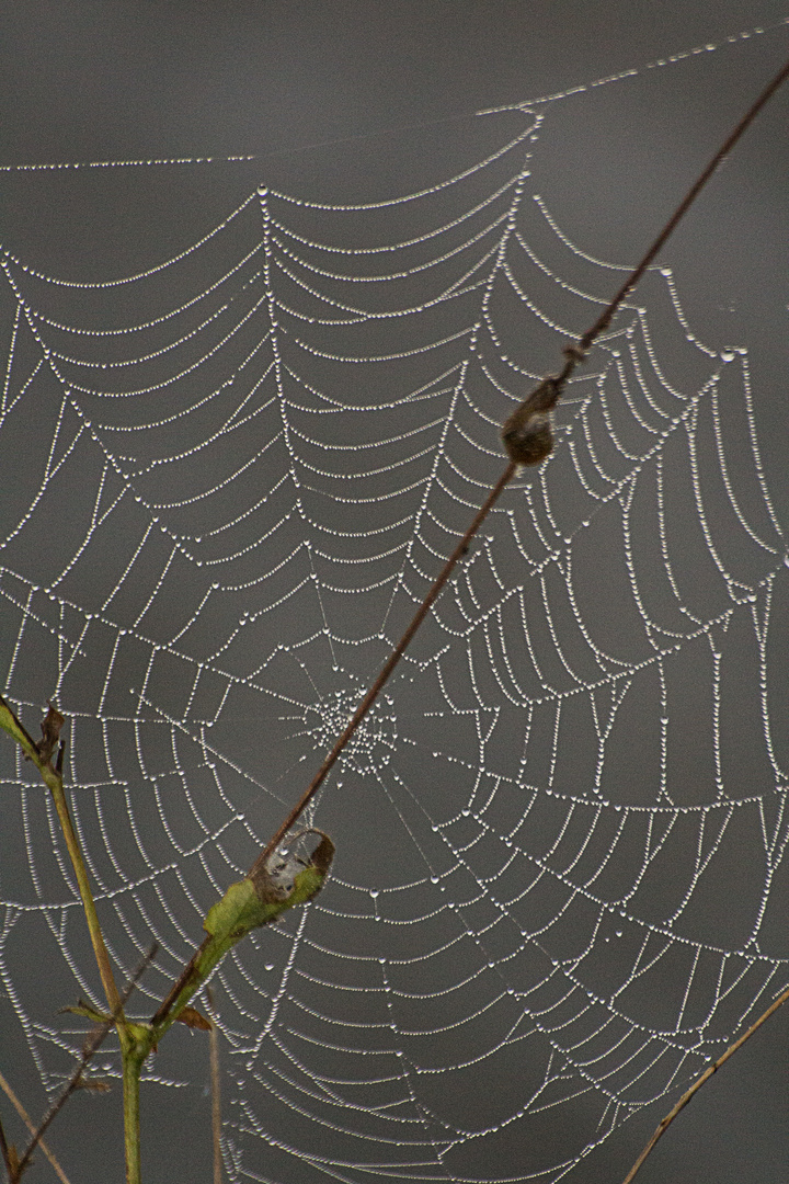 Das Netz gespannt