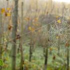 Das Netz im Weinberg