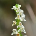 Das Netzblatt (Goodyera repens)