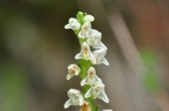 Das Netzblatt (Goodyera repens)