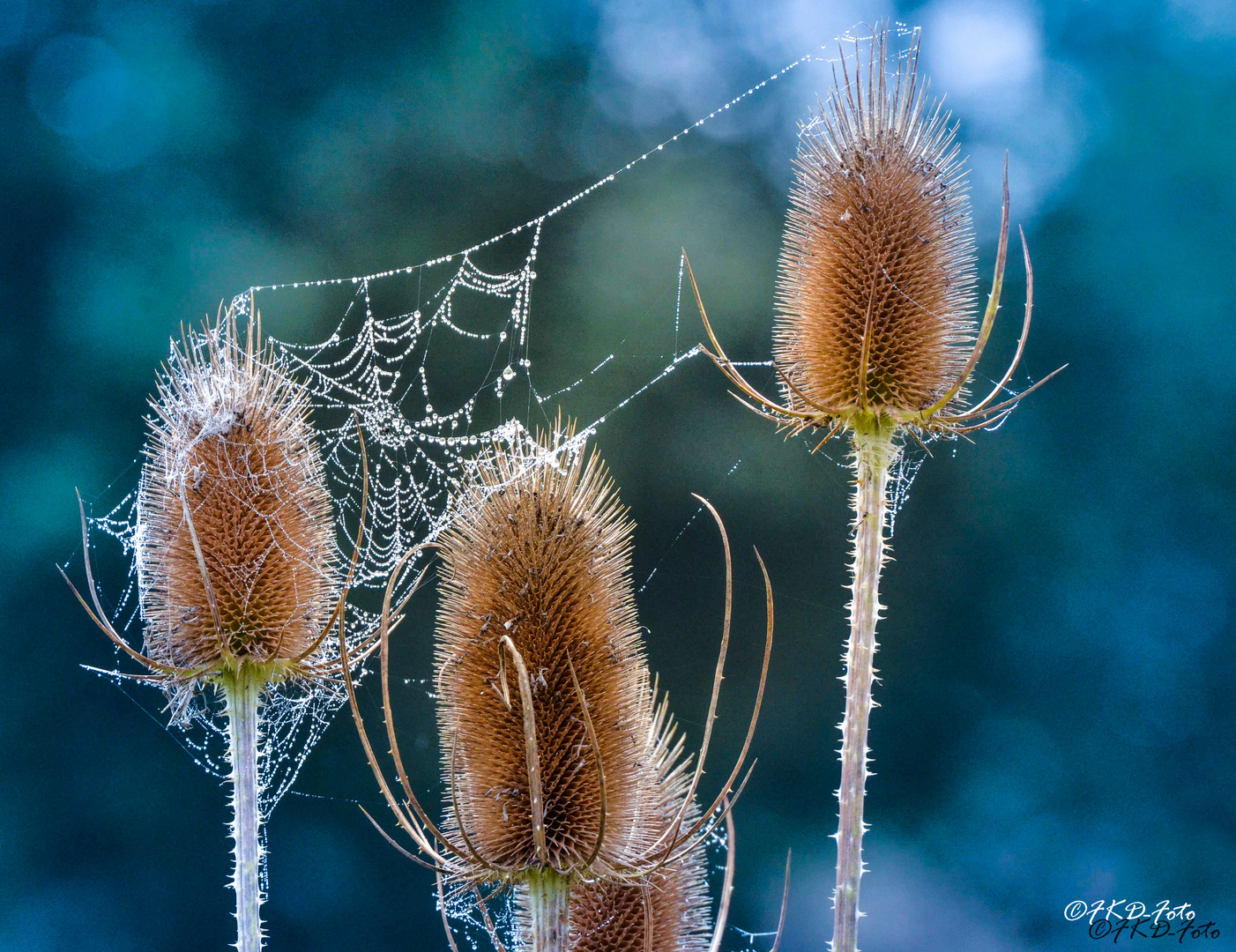 Das Netz...Wilde Karden mit Spinnweben