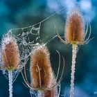 Das Netz...Wilde Karden mit Spinnweben