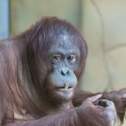 das neue Borneo-Orang-Utan  Weibchen Dayang 