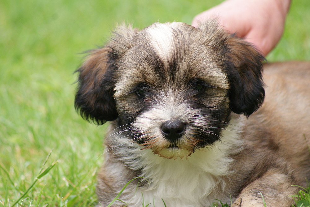 Das neue Familienmitglied.......Hui Yuk (Tibet Terrier)