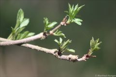 Das neue Grün kommt