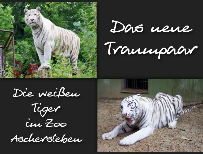 Das neue Traumpaar