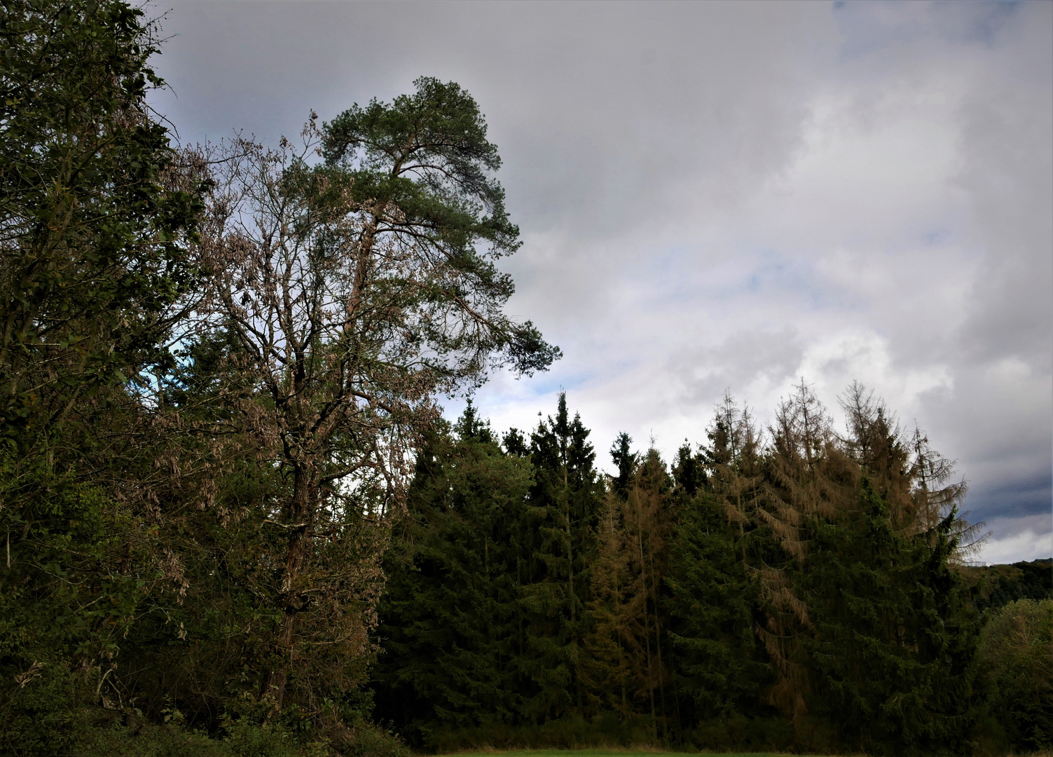 Das neue Waldsterben - Auch mitten in der Eifel am Ahrsteig