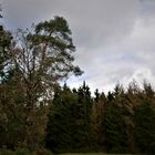 Das neue Waldsterben - Auch mitten in der Eifel am Ahrsteig