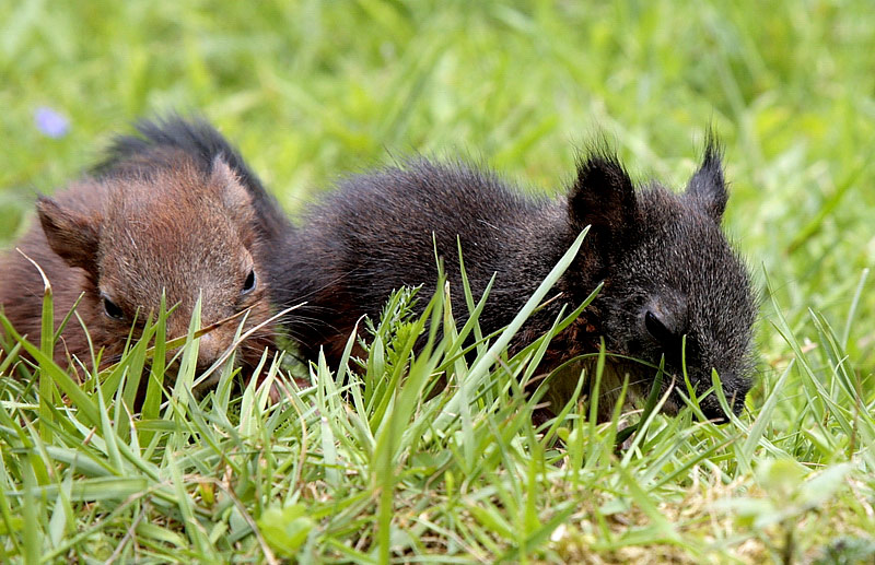 Das Neueste Foto von A u.B -Hörnchen