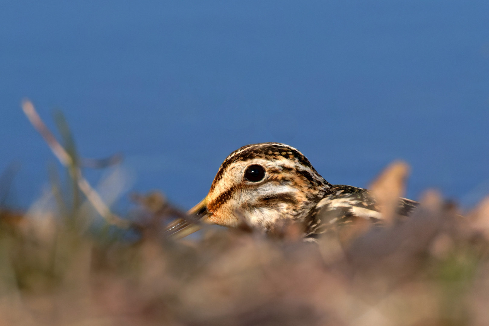 Das neugierige Auge .... Bekassine (Gallinago gallinago) 