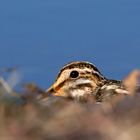 Das neugierige Auge .... Bekassine (Gallinago gallinago) 