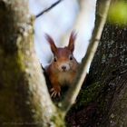 Das neugierige Eichhörnchen