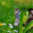 Das neugierige Gänslein