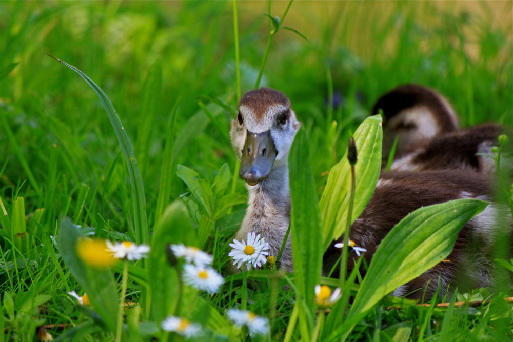 Das neugierige Gänslein