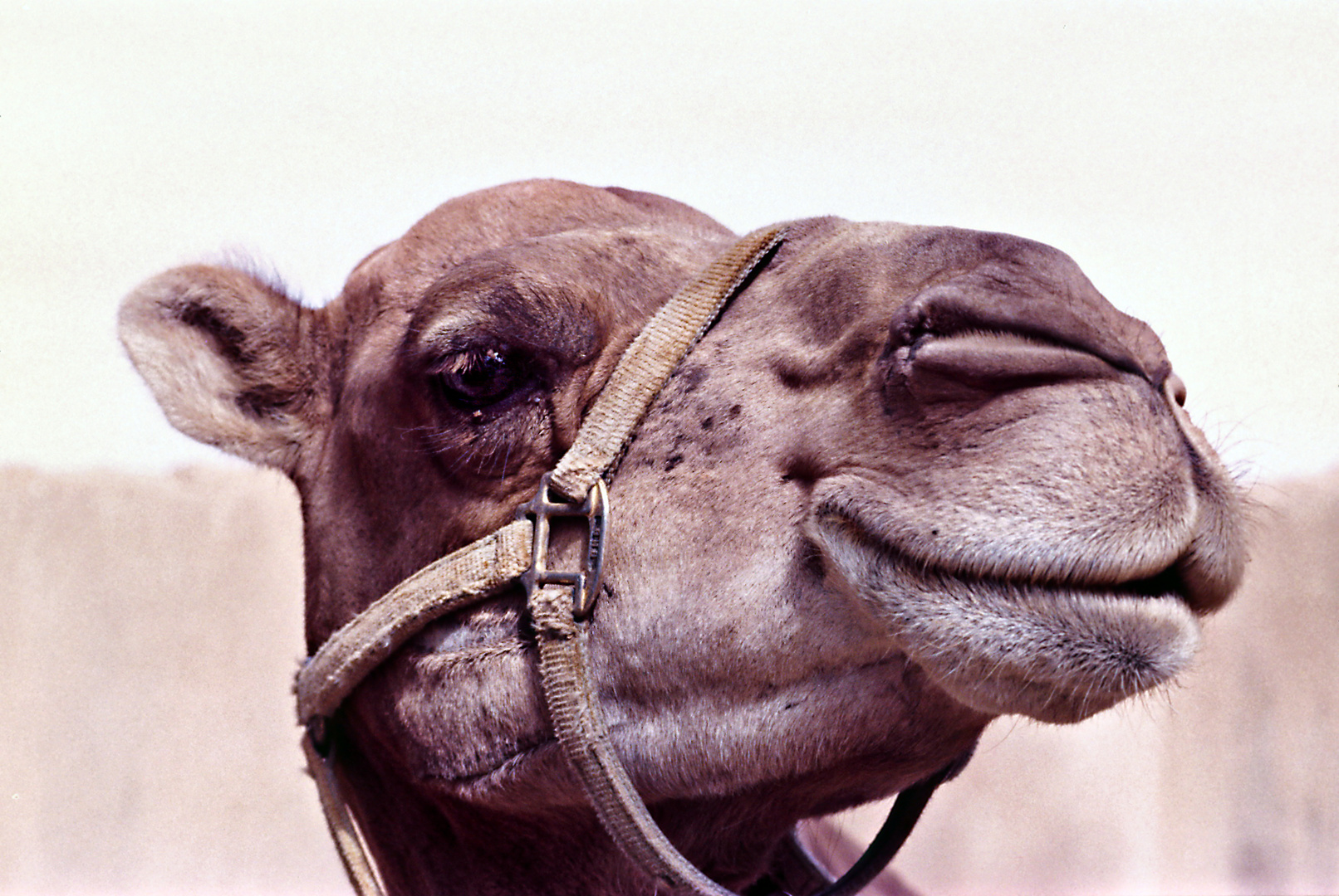 das neugierige Kamel