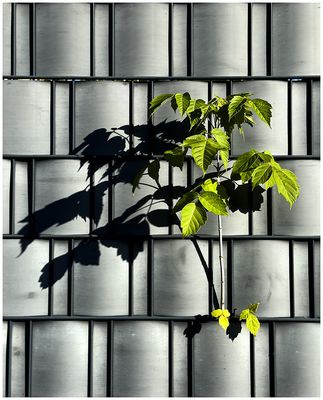 Das neugierige Pflänzchen 