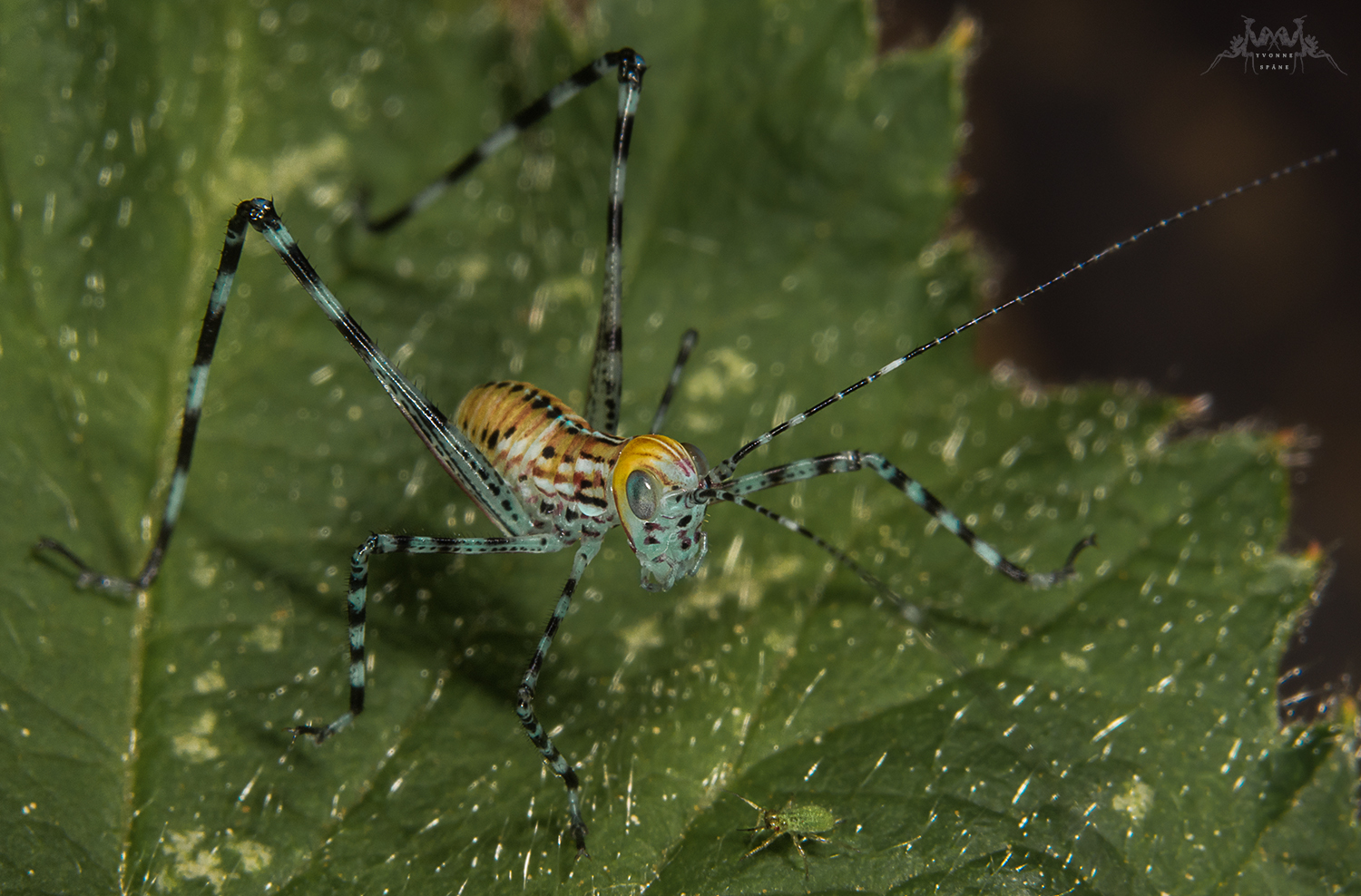 Das neuste Mitglied meiner Insektenfamilie...