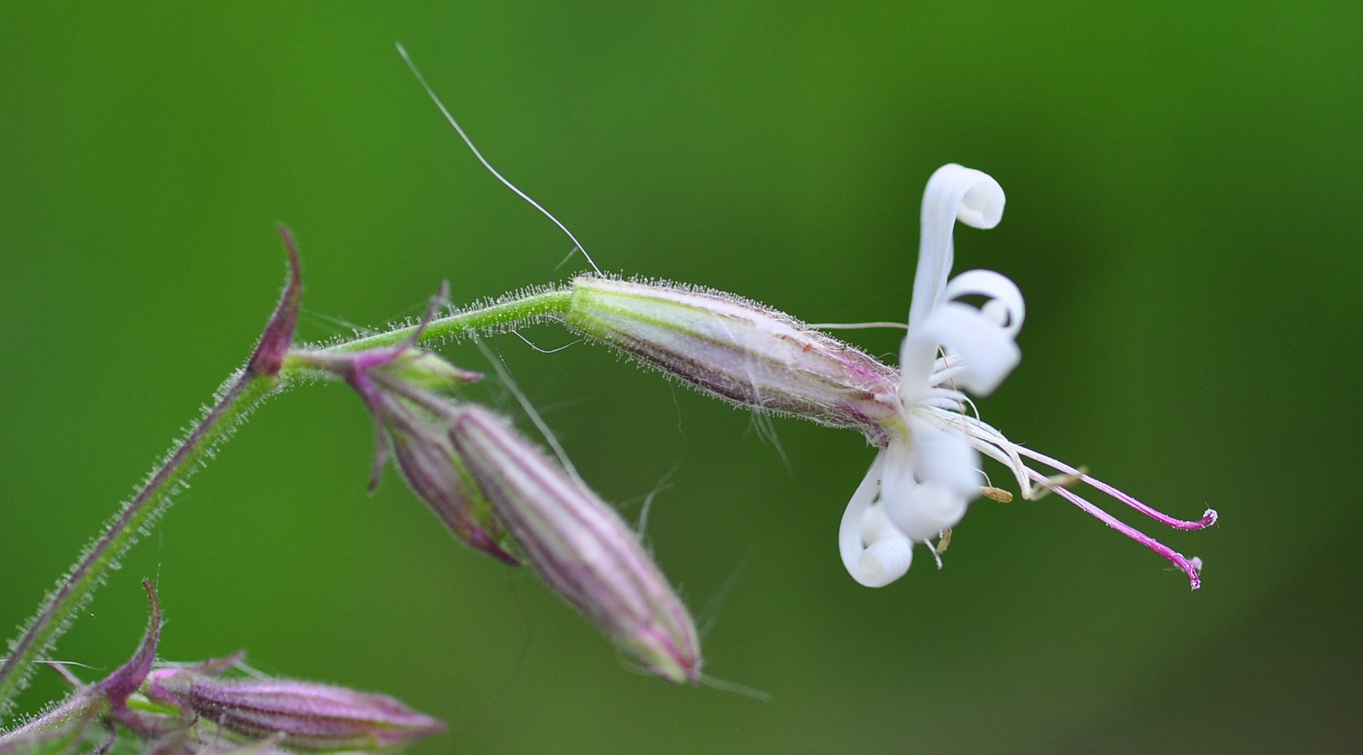 Das Nickende Leimkraut (Silene nutans)