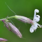 Das Nickende Leimkraut (Silene nutans)