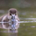 Das Nilgänslein