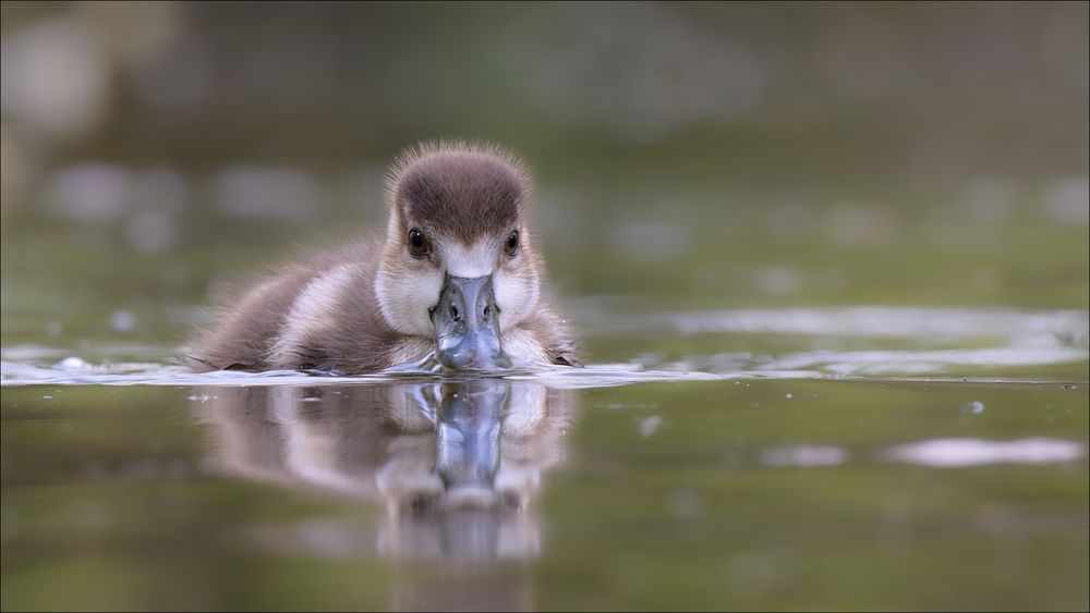 Das Nilgänslein