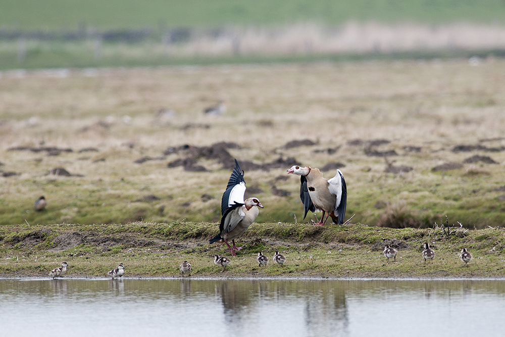 Das Nilgans-Paar