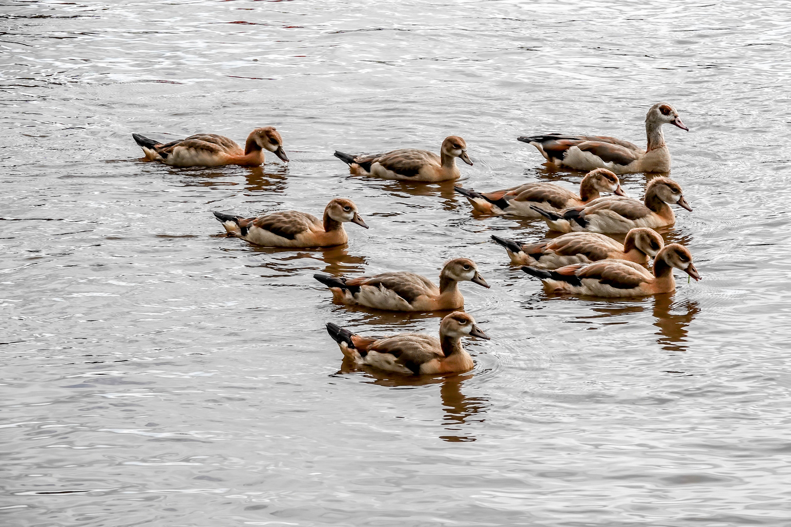 Das Nilgans-Paar, 